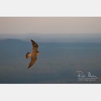 4643 x 3095_Px _RM_160614_MG_5454.jpg