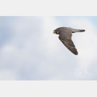 4705 x 3137_Px _RM_160615_MG_9905.jpg