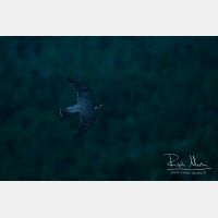 4707 x 3138_Px _RM_160614_MG_5452.jpg