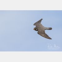 4728 x 3152_Px _RM_160615_MG_5894.jpg