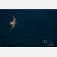 5126 x 3417_Px _RM_160614_MG_5462.jpg