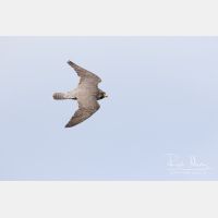 5472 x 3648_Px _RM_160615_MG_6017.jpg