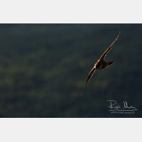 5472 x 3648_Px _RM_160615_MG_9960-2_b.jpg