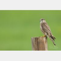 4234 x 2823 Px   _RM_190626_D2_9938.jpg