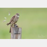 4421 x 2947 Px   _RM_190626_D2_9268.jpg