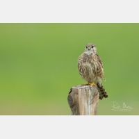 4556 x 3038 Px   _RM_190626_D2_9833.jpg