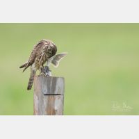 4623 x 3082 Px   _RM_190626_D2_9267.jpg