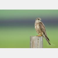 4704 x 3136 Px   _RM_190626_D2_9913.jpg