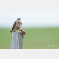 4743 x 3162 Px   _RM_190626_D2_9086.jpg