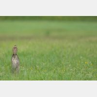 4777 x 3184 Px   _RM_190626_D2_9954.jpg