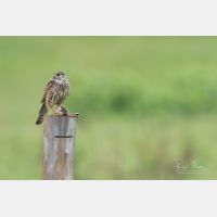 5107 x 3405 Px   _RM_190626_D2_9154.jpg