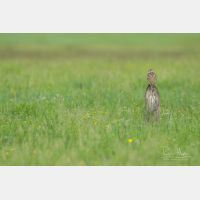 5296 x 3531 Px   _RM_190626_D2_9940.jpg