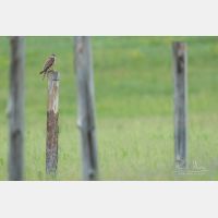 5472 x 3648 Px   _RM_190626_D2_9150.jpg