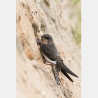 2298 x 3456_Px _RM_130628_MG_0664.jpg