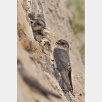 2313 x 3456_Px _RM_130628_MG_0544.jpg