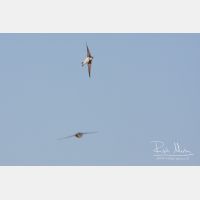 3050 x 2034_Px _RM_100403_MG_3784.jpg