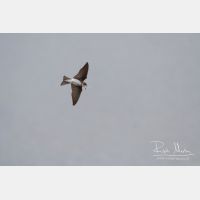 3183 x 2122_Px _RM_070520_MG_8008.jpg