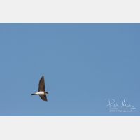 3353 x 2236_Px _RM_100403_MG_3736.jpg