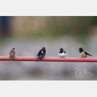 4130 x 2753_Px _RM_120518_MG_8569.jpg