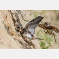 4446 x 2964_Px _RM_130628_MG_0581.jpg