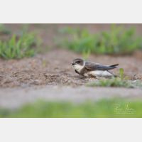 4594 x 3063 Px   _RM_190605_D2_5456.jpg