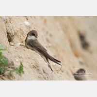 4686 x 3124_Px _RM_130628_MG_0281.jpg