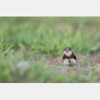 4688 x 3125 Px   _RM_190605_D2_5488.jpg