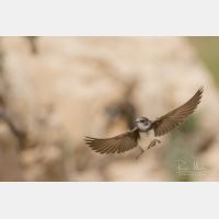 4730 x 3154 Px   _RM_180523__D2_7475.jpg