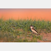 4782 x 3188 Px   _RM_190605_D2_5421.jpg