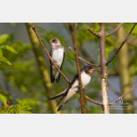 4809 x 3206_Px _RM_130628_MG_9961.jpg