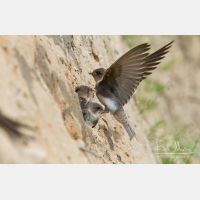 4896 x 3160_Px _RM_130628_MG_0209.jpg