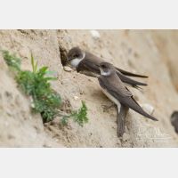 4936 x 3290_Px _RM_130628_MG_0195.jpg