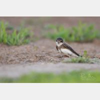 4973 x 3316 Px   _RM_190605_D2_5462.jpg