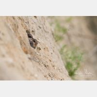 5184 x 3456_Px _RM_130628_MG_0275.jpg