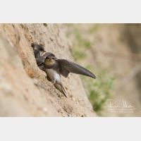 5184 x 3456_Px _RM_130628_MG_0467.jpg