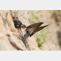 5184 x 3456_Px _RM_130628_MG_0535.jpg