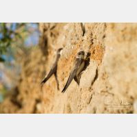 5184 x 3456_Px _RM_130701_MG_0957.jpg