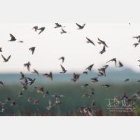 5184 x 3456_Px _RM_130819_MG_2634.jpg