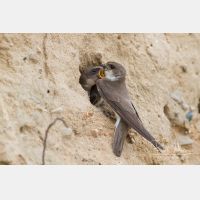 5209 x 3456_Px _RM_130628_MG_0334_b.jpg