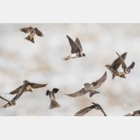 5472 x 3648 Px   _RM_180523__D2_7642.jpg