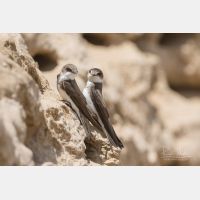 5472 x 3648 Px   _RM_180523__D2_7851.jpg