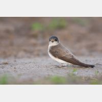 4861 x 3241 Px   _RM_190605_D2_5500.jpg