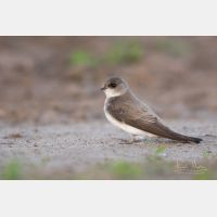 4948 x 3299 Px   _RM_190605_D2_5501.jpg