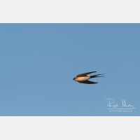 2609 x 1739_Px _RM_090327_MG_7449.jpg