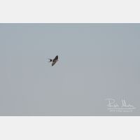 2750 x 1833_Px _RM_090402_MG_0707.jpg