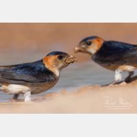 2903 x 1935_Px _RM_110612_MG_4247.jpg