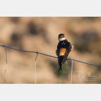 2949 x 1966_Px _RM_090402_MG_0652.jpg