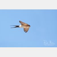 2958 x 1972_Px _RM_110612_MG_4416_b.jpg