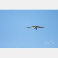 3042 x 2028_Px _RM_110612_MG_4439.jpg