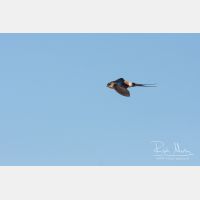 3143 x 2095_Px _RM_110612_MG_4029.jpg